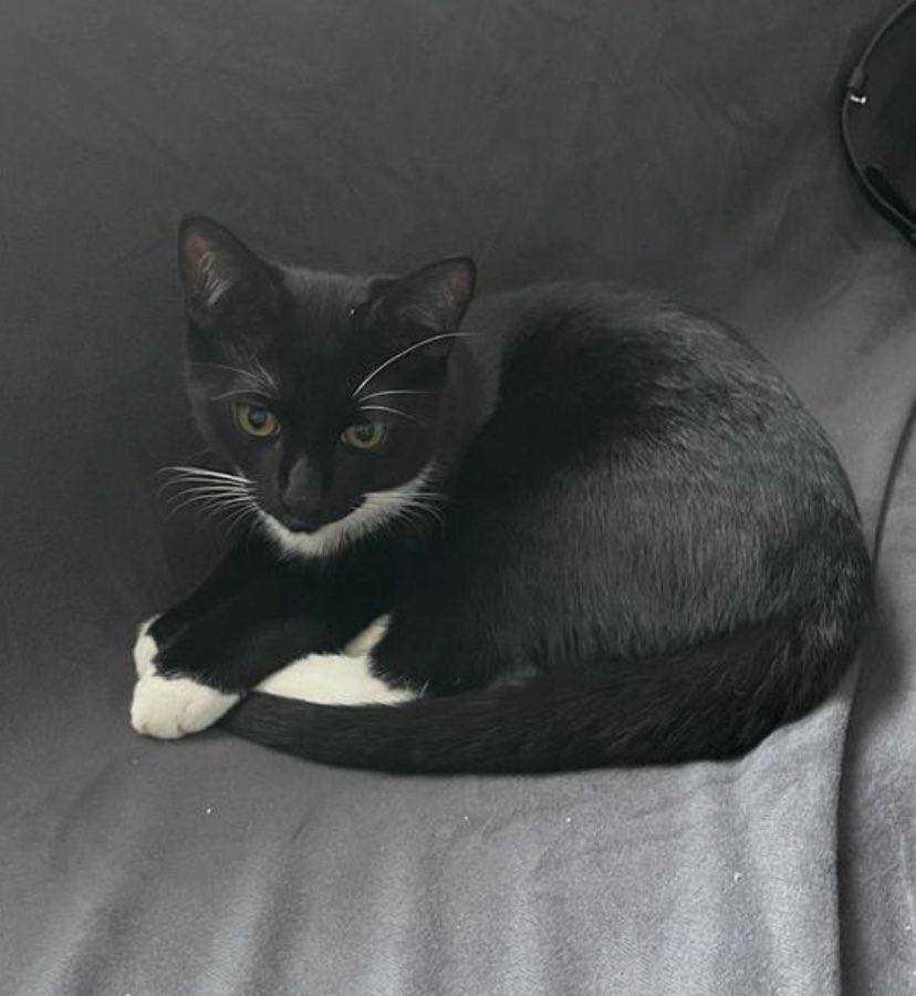 kellymcelhinney's tweet photo. Please help find Wasik. He is only a year old and far from home. #missingcat #lost #missingcatuk #cat #BlackCat @MissingPetsGB @CatsProtection @Catlost_ @PawBoost https://t.co/k3tAchYQHk