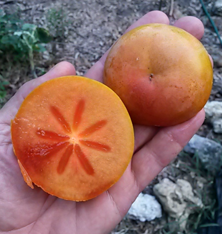 First fruit has ripened on the 'Ichi Ki Kei Jiro' persimmon tree. We're not even at the middle of August yet.
#Ebenaceae #kaki #persimmon