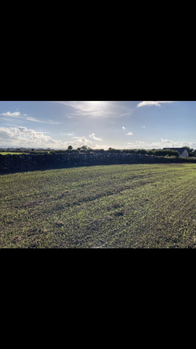 Last of silage 22 today, red clover coming well, sowed 2 weeks ago