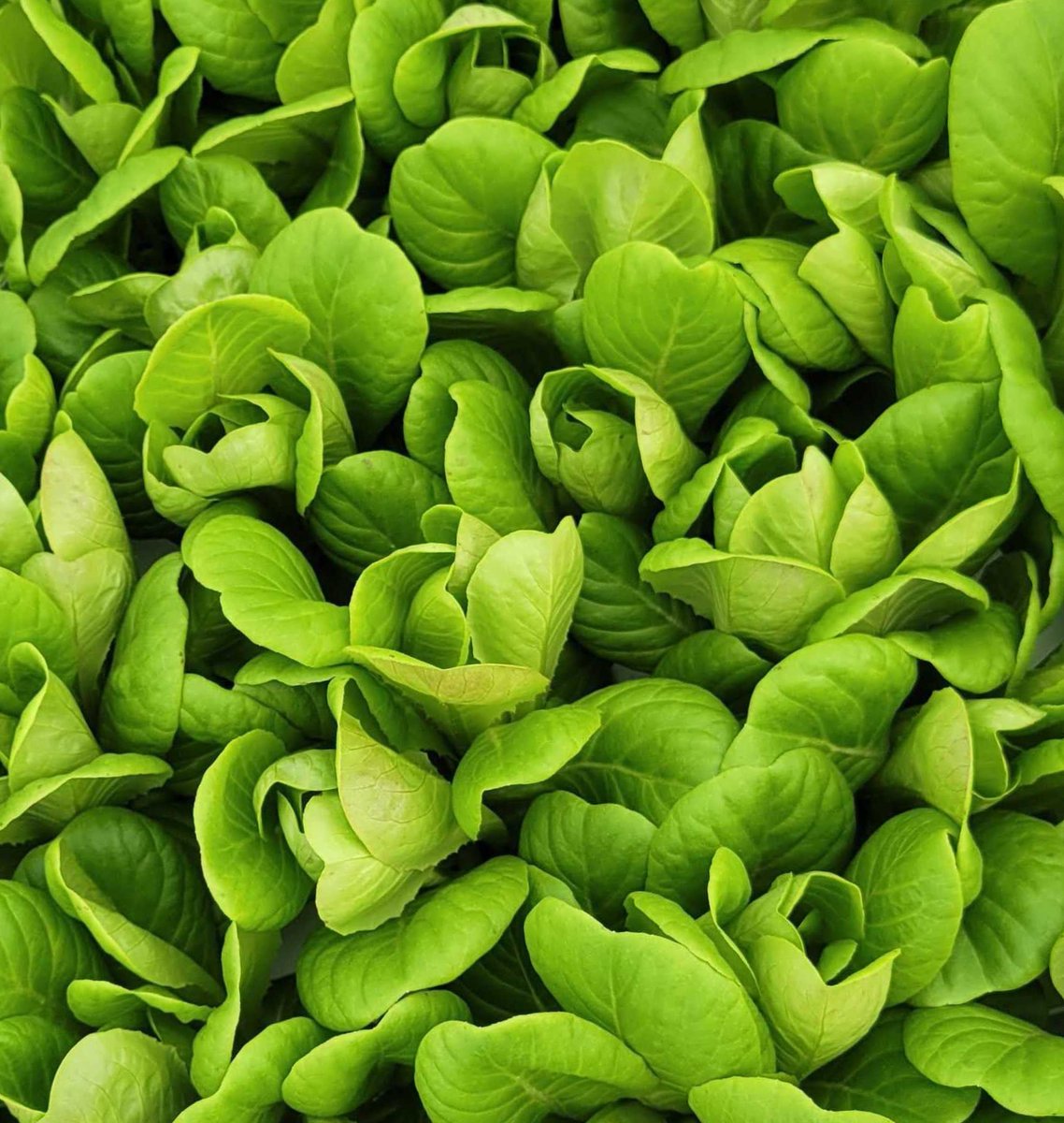 What We’re Growing Wednesday: Lettuce 

A different variety than the Crispy Lettuce that’s available in Texas. We are always experimenting with different varieties of produce to see which others yield sustainable and delicious results - and this one is absolutely stunning!