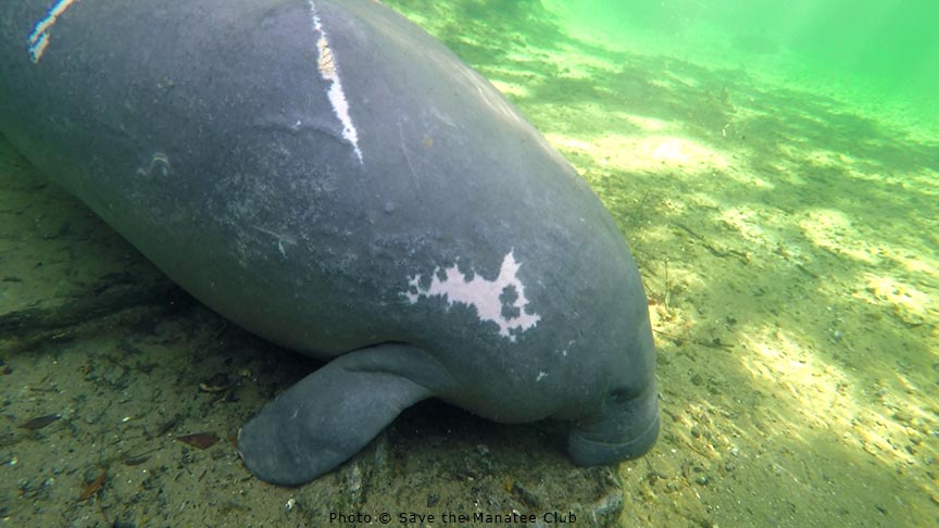 savethemanatee's tweet photo. It's a Fact!
Manatees can live over 60 years of age. The oldest living manatee on record lived to be 69. Unfortunately, many manatees in the wild today do not live nearly as long.
Find more facts at https://t.co/8DspBpm8jq
#Manateefact #Wildlifewednesday https://t.co/Jz4kGHhAg8
