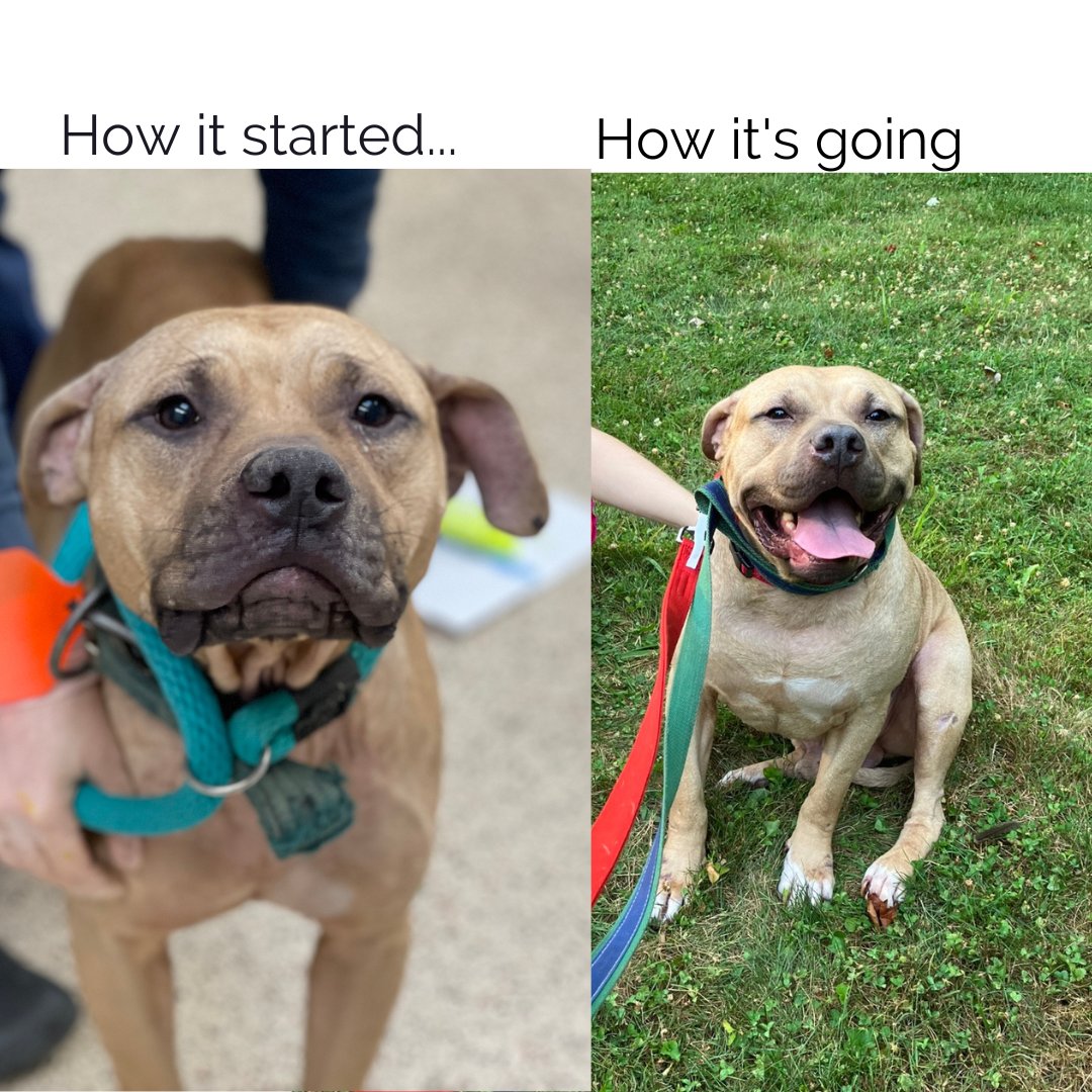 How it started ➡️ How it's going.

Gourd-on was rescued from the home of a convicted dog fighter alongside 32 dogs. He was shut down in the shelter, but is flourishing in a foster home. 

Now he is looking for his #furever. 

Email adoptions@pspca.org to learn more.