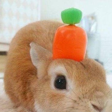 ₍ᐢ. ̫.ᐢ₎ (@hourlysoobun) on Twitter photo 