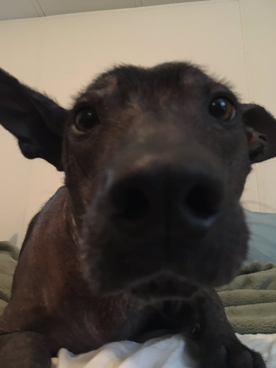 *sniff sniff*

#xolo #dogsoftwitter