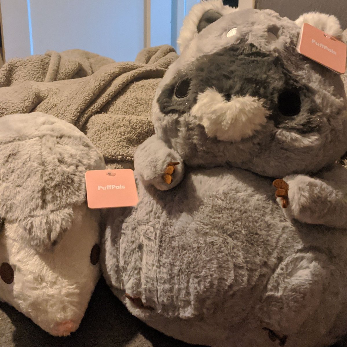 NET__C's tweet image. Look at themmmmmn!!! #fluffnest