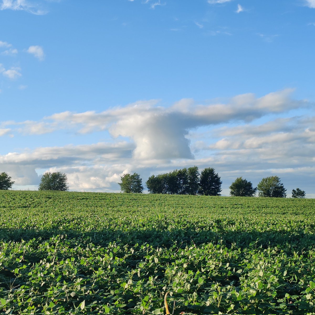 JuanitaBorland's tweet photo. Last night view as Daisy and I took our daily #farmlife #clouds #beans #blackbeans #sky #backlane #walk #blacklabrador #bestie #getputside #explore #happiness #littlethings #farmerswife https://t.co/ES7tIoo6a2