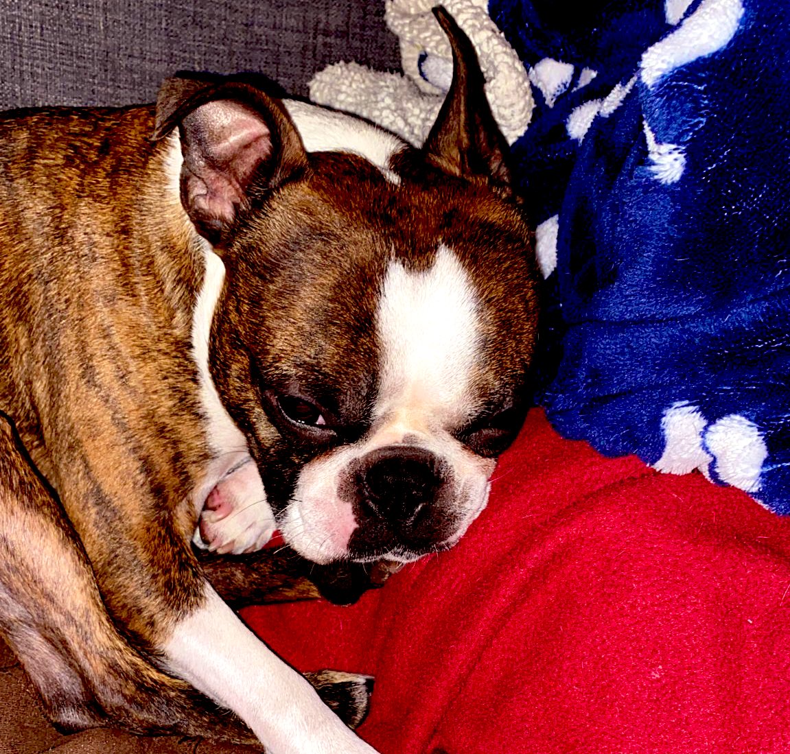 StatsCamp's tweet photo. What makes an amazing evening? Snuggle time with Ollie and a new website. 

Ollie.                                          https://t.co/BUjNETgJ8i https://t.co/dFPp25iJwk