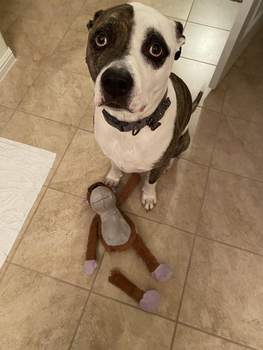 dog_rates's tweet photo. This is Truman and his monkey Maple. Truman says Maple slipped on a banana and he's sticking to that story. Thank goodness his human is a surgeon. 13/10 for both https://t.co/zrIK5XZcjw
