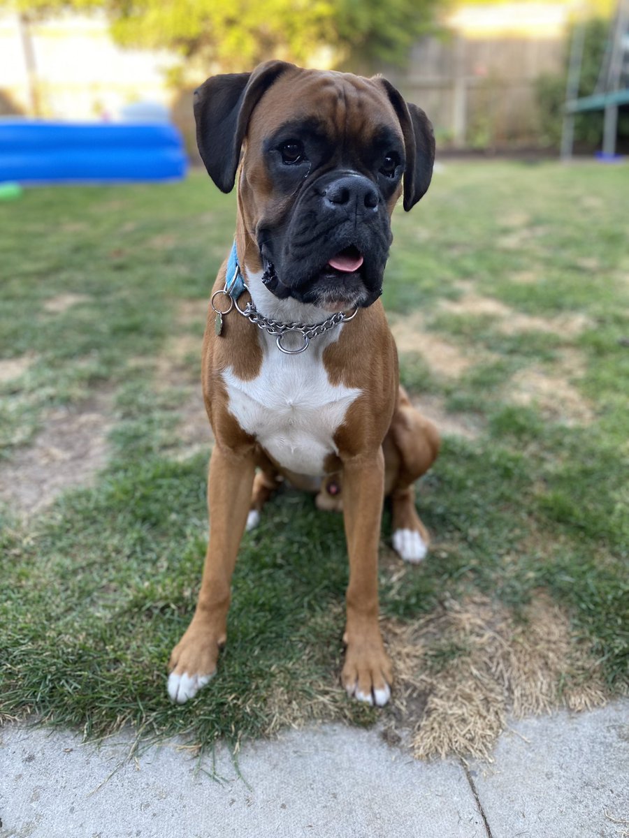 We don’t talk about Bruno …..🤎🖤🤎#boxerdogs