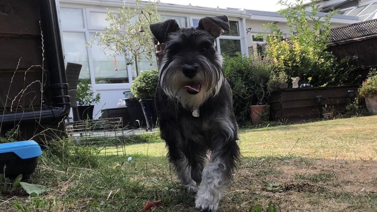 norm136's tweet image. Here is some pictures of Peppa. #SchnauzerGang  #SchnauzerS  #Schnauzer