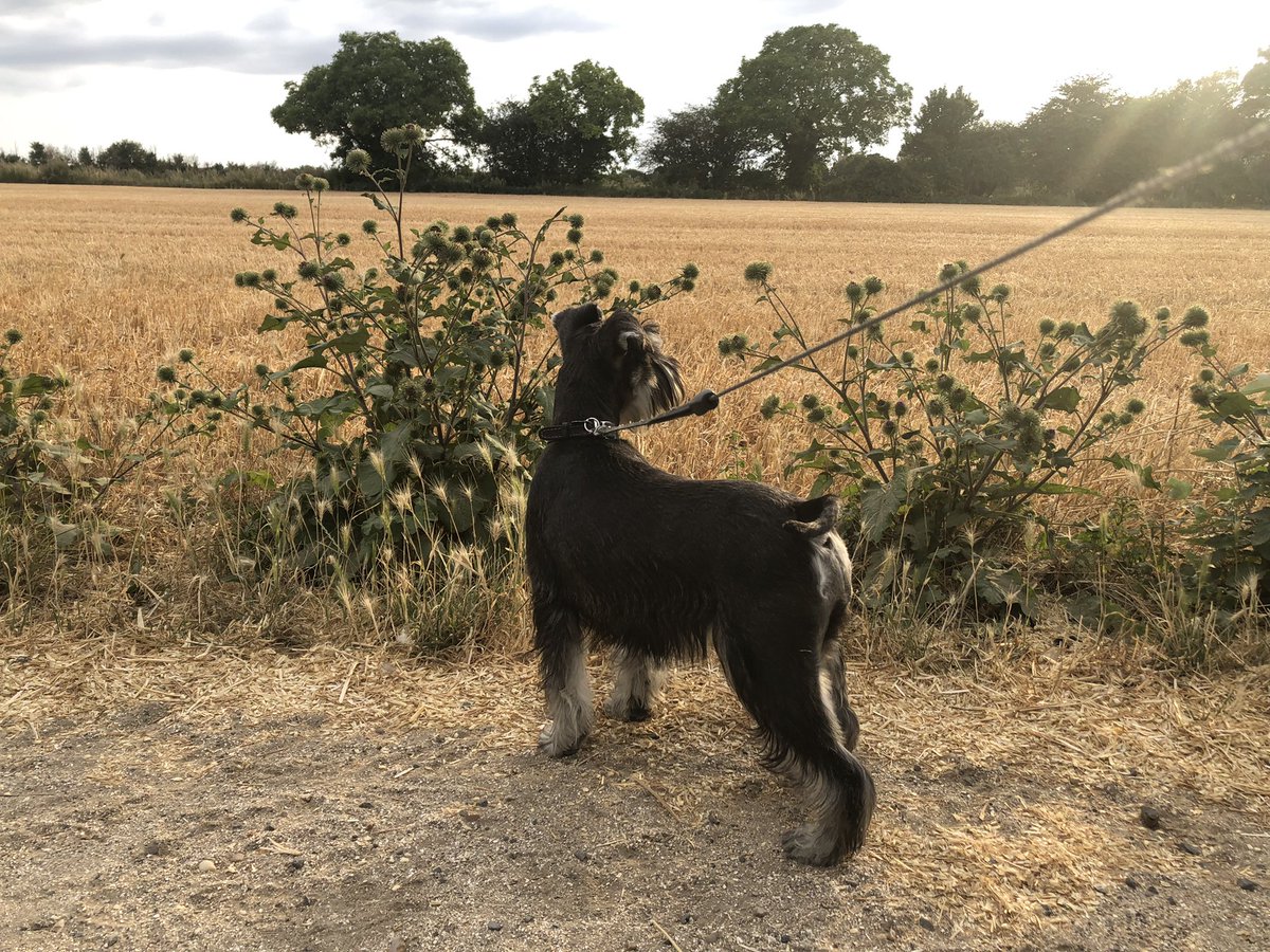 norm136's tweet image. Here is some pictures of Peppa. #SchnauzerGang  #SchnauzerS  #Schnauzer