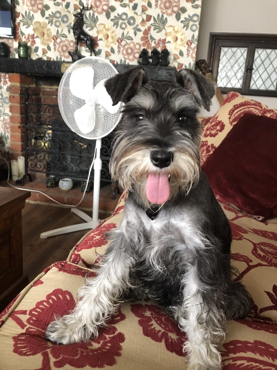 norm136's tweet image. Here is some pictures of Peppa. #SchnauzerGang  #SchnauzerS  #Schnauzer