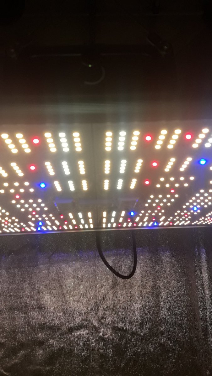 AdrycManellson's tweet photo. Y Verde Mundo, #ThePureLedQ240Wts @ThePureFactory_ by @DPlantasur ilumina mis #LemonOgCandy @PhiloSeeds #SailingTheGreenSea #MarcanTendencia en #Conserva con #WeedingCheeseCake @BuddhaSeeds #Sust #CocosAllMix @ProXL_Spain,
En #AdrycsCove #WeLoveAllThatWeDo.
#CosasQuePasan 🤗🧚♂️😎 https://t.co/z1Aw5R4iol