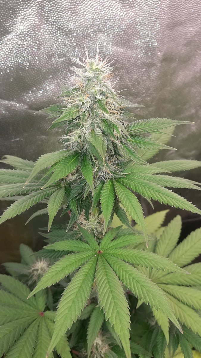 AdrycManellson's tweet photo. Y Verde Mundo, #ThePureLedQ240Wts @ThePureFactory_ by @DPlantasur ilumina mis #LemonOgCandy @PhiloSeeds #SailingTheGreenSea #MarcanTendencia en #Conserva con #WeedingCheeseCake @BuddhaSeeds #Sust #CocosAllMix @ProXL_Spain,
En #AdrycsCove #WeLoveAllThatWeDo.
#CosasQuePasan 🤗🧚♂️😎 https://t.co/z1Aw5R4iol