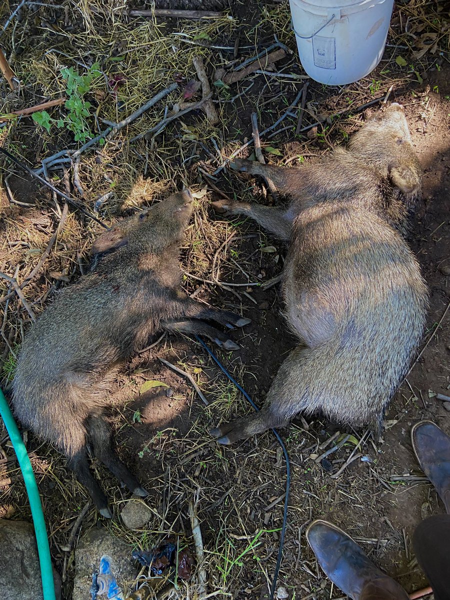 lindynomad's tweet photo. Murdered two boars that got into the garden this morning https://t.co/GrR6qlvYrZ