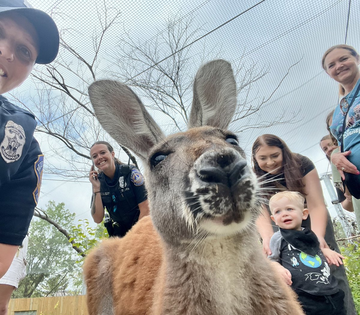 BuzzPolice's tweet photo. Visted the @IndianapolisZoo today and met a very photogenic kangaroo friend!! #Kangaroo #zoo https://t.co/5Tt8wayFav