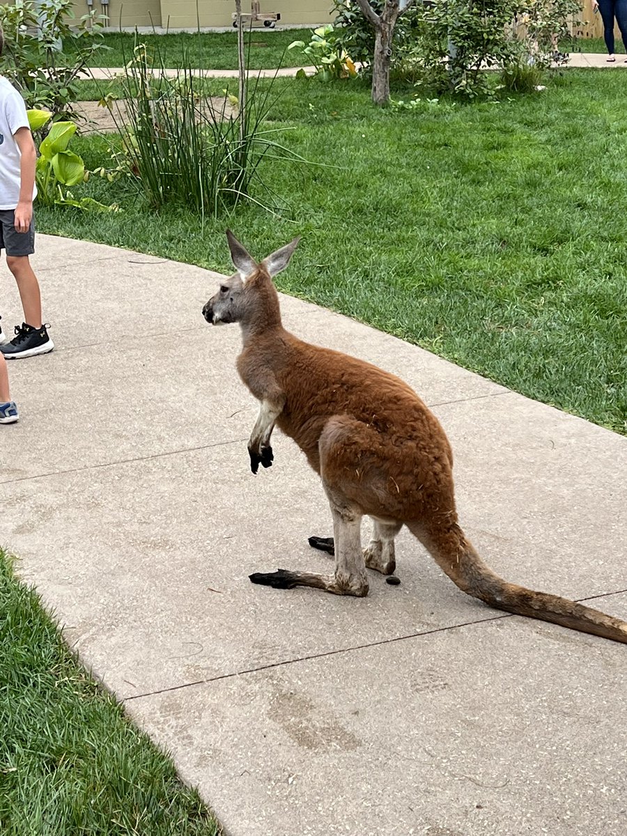 BuzzPolice's tweet photo. Visted the @IndianapolisZoo today and met a very photogenic kangaroo friend!! #Kangaroo #zoo https://t.co/5Tt8wayFav