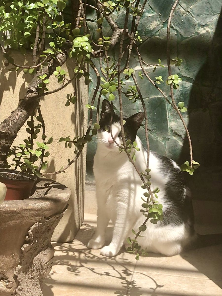 ximeromiG's tweet photo. @santiidelson Mila 🥰 8 años, duerme todo el día y si es encima mío mejor! https://t.co/TLuXX7EXlo