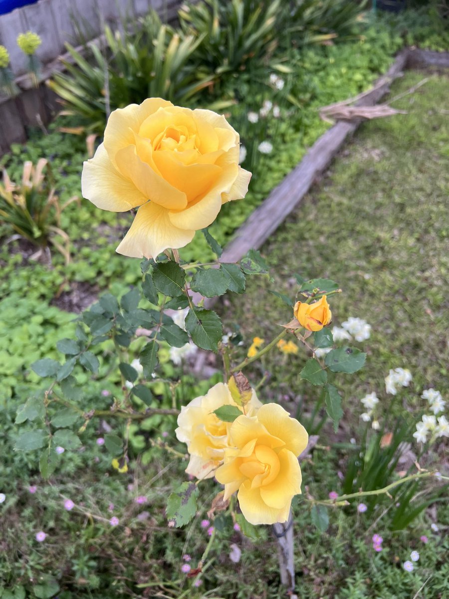 DustyPee's tweet photo. Blooming hell! #roseclub https://t.co/T67WUrZLZQ