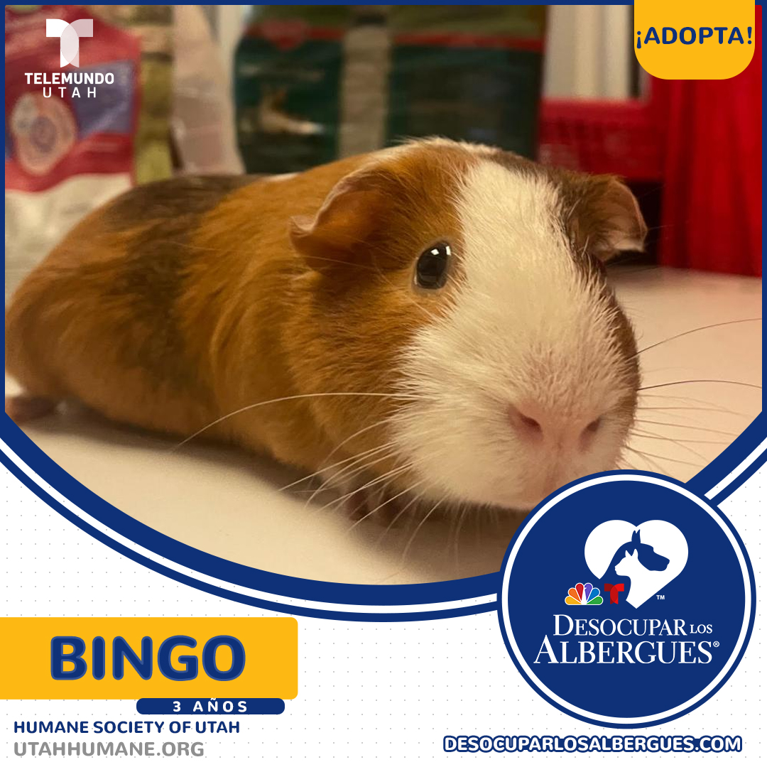 telemundoutah's tweet photo. Hoy les presentamos al adorable Bingo, de 3 años.🐹

Si buscas un nuevo mejor amigo, adopta una mascota y juntos... ¡Vamos a #DesocuparLosAlbergues!🐾
#CleartheShelters2022 #TelemundoUtah @utahhumane https://t.co/8AS7DJyqKS