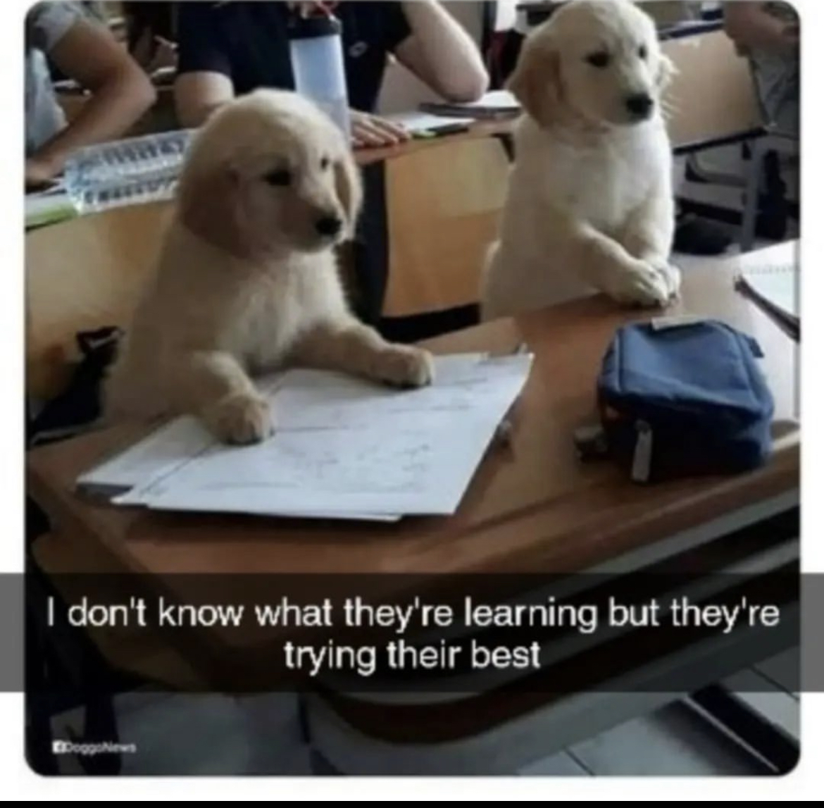 RespectfulMemes's tweet image. 