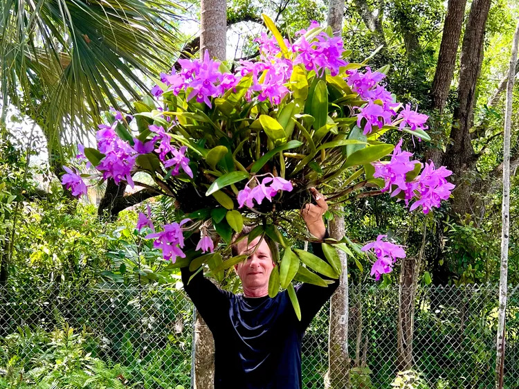 BetterGro's tweet photo. Congratulations to our Best Bloomer Grand Prize Winner! This beautiful Guarianthe Skinneri was grown and submitted byJames Furst. What do you think? 💚

#bettergro #bettergroblooms #bestbloomer #orchids #orchid https://t.co/rAZAizeauP