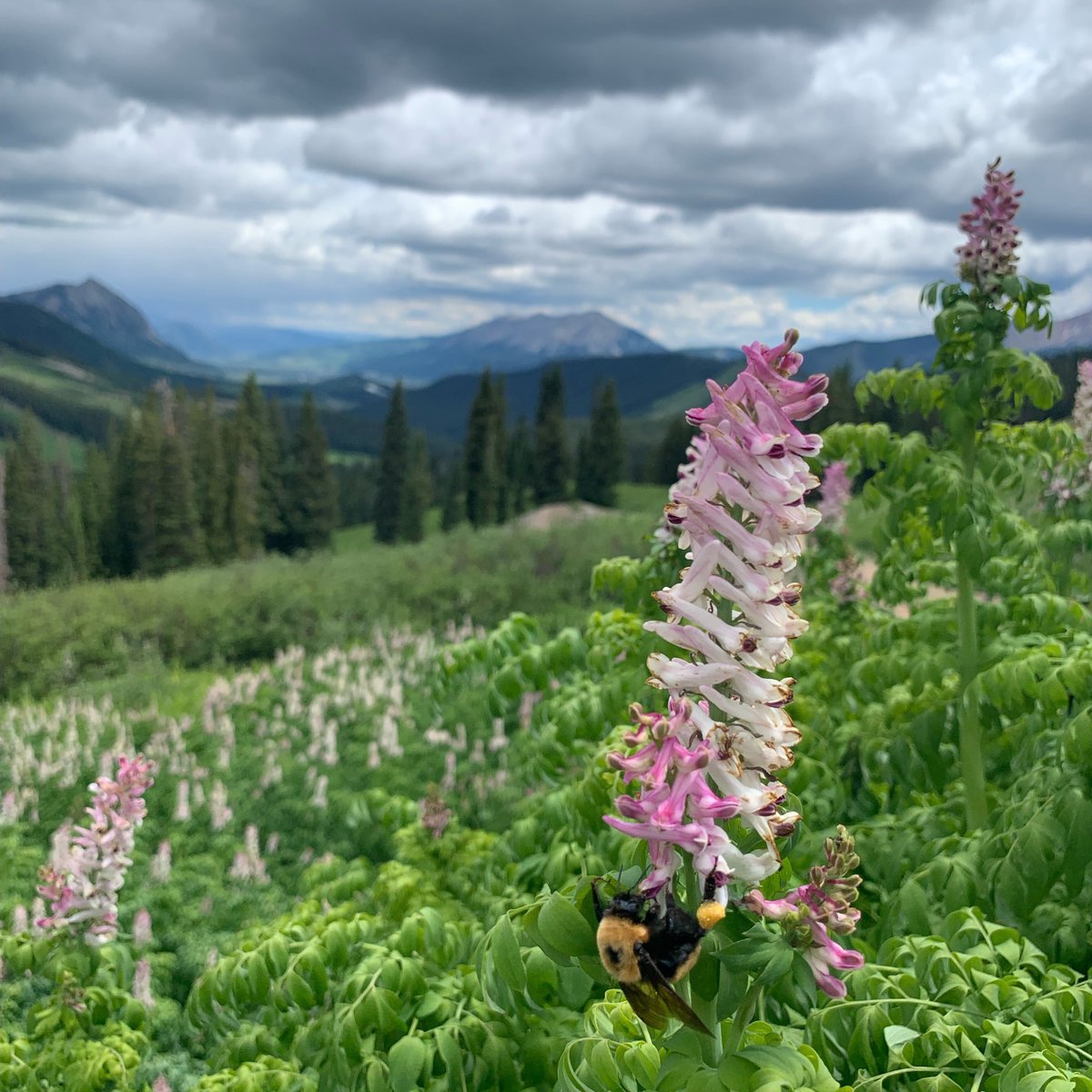 rnschaeffer's tweet photo. We're hiring! NSF-funded postdoc @USUaggies w/ fieldwork @RMBLGothic on the chem ecology of plant-microbe-pollinator intxns. App review will begin immediately. Informal inquiries welcomed. Please RT. https://t.co/75kyeOBKBo https://t.co/LU2PAdDPp3