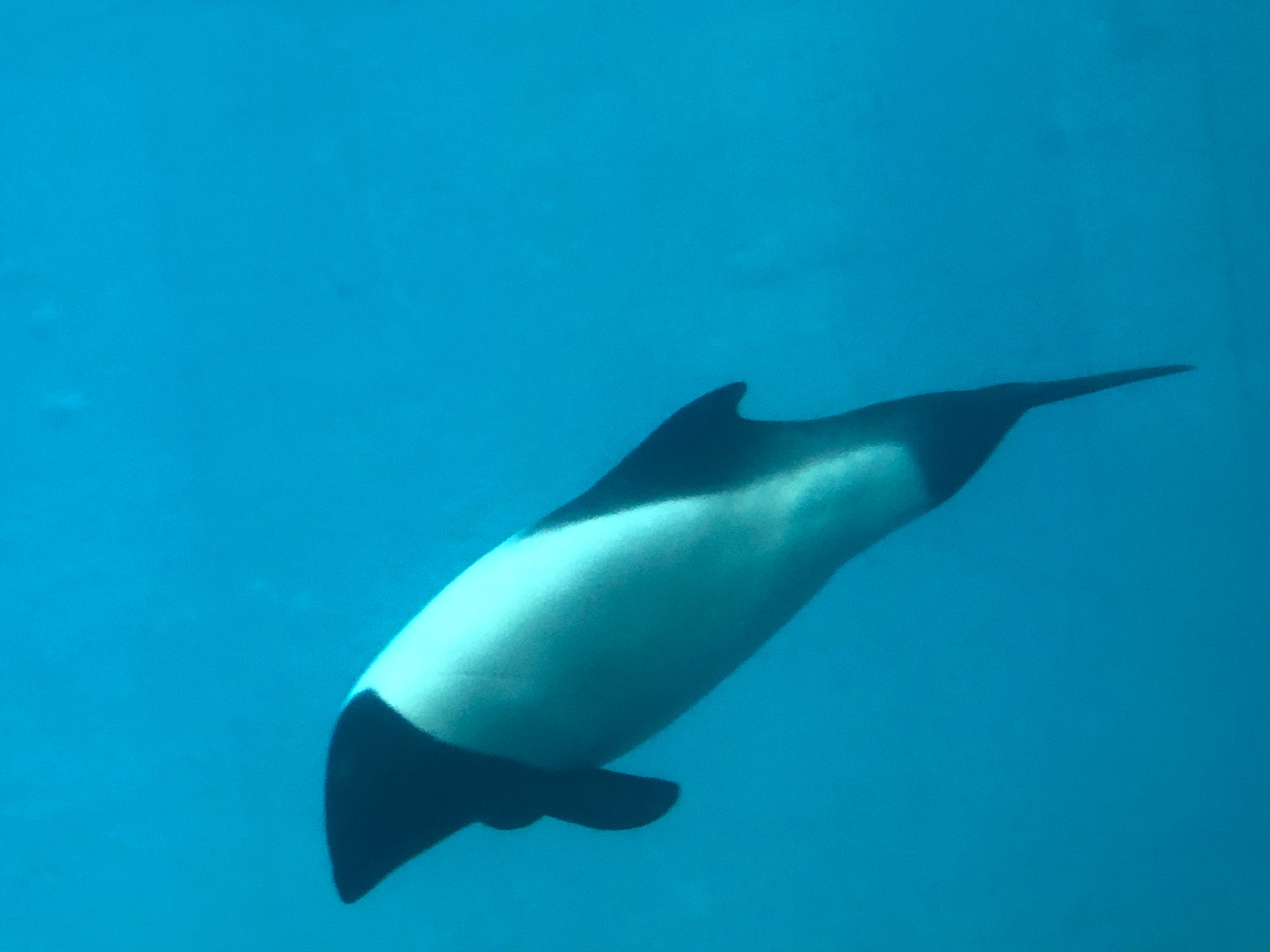 ありす 写真 水中 生き物 イルカ 鳥羽水族館 イロワケイルカ 白黒 T Co Xhng8b2xue Twitter