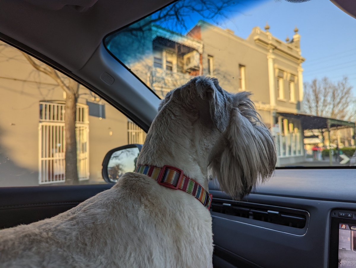 OberonWheaten's tweet photo. Road trip! The human says we are going to the seaside for a writing retreat. 

#PhDLife #SupportDog #NotAHoliday https://t.co/weD6OQPXhb
