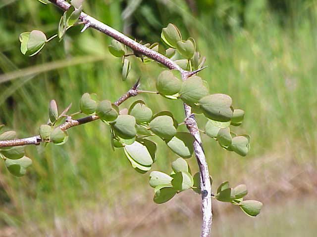__DocRob's tweet photo. Learned something awesome today from Dr. Ali (@sza_jhcyto) about how we get hematoxylin! It’s a nature made product from the tree Haematoxylum campechianum which is a native of Mexico! 🔬 #pathlife https://t.co/Q65rNR6RkN