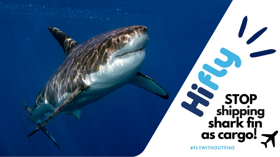 Thank you <a href="/hifly_airline/">Hi Fly</a> for the new single-use #plastic policy on your flights, but PLEASE commit to ending the carrying of cruel and unsustainable #shark fin cargo? #SaveSharks #FlyWithoutFins