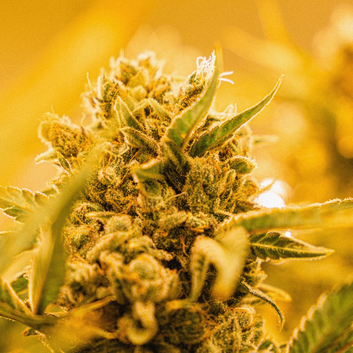FULL SESH NOW IN ONTARIO! 

Imagine tasting something you've never tried before, and it being the best thing you've ever had...  #focusonflavours
Have you tried the terrific trio yet? Caramel Drip, Bamboo Honey, or Purple Gelato Punch.

Let us know!