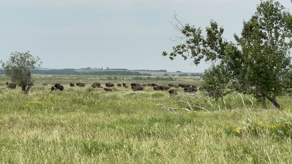 CandoEDO's tweet photo. Day 3 of 5th Annual Economic Development Youth Summit from TsuuT’ina Nation!
Afternoon community tour of the TsuuT’ina Buffalo Paddocks. Fun + Learning + Impact. #EDYS #inspiringsuccess
More on the Youth Summit: https://t.co/l35pQKlyof https://t.co/rpepg0V6v1