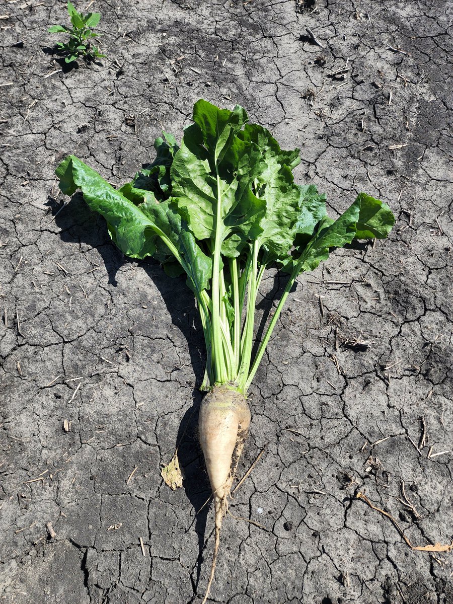 BeetPath's tweet photo. Ok folks..finally I took a picture of a healthy sugarbeet for the #Twitterverse after an unsuccessful attempt of finding one in my photo library...Perils of being a #PlantPathologist https://t.co/eP9zEWBhJO