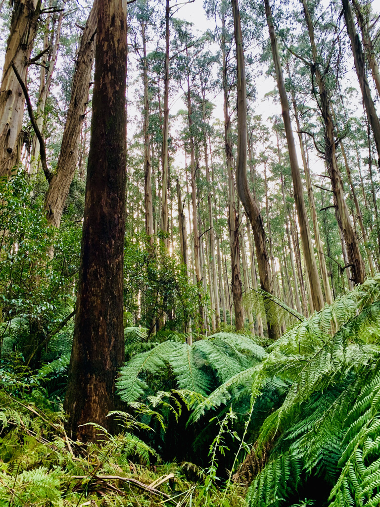 ninakillham's tweet photo. If you want to save the beautiful forests of Victoria, please sign this:
https://t.co/o4uhfTH3V7
#savethetrees #youcanhelp #stoploggingnow https://t.co/RD2conYFPT
