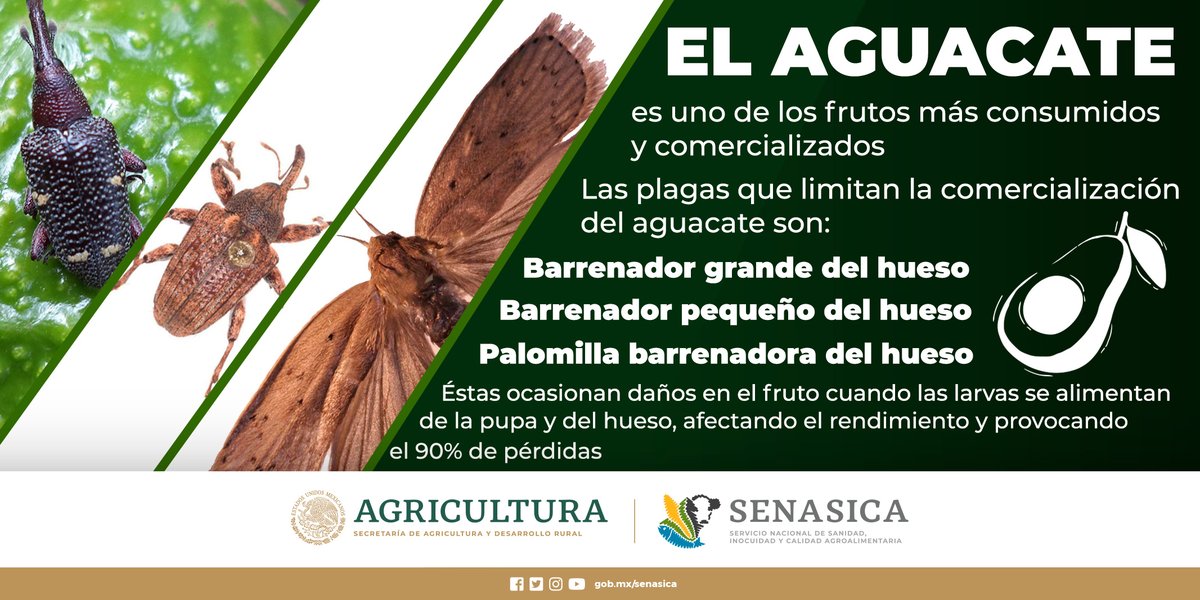 SENASICA's tweet photo. No puedes seguir deslizando sin conocer la información de la siguiente imagen 👇🥑
#aguacate #plagas #barrenador https://t.co/8dl1YICD4Q