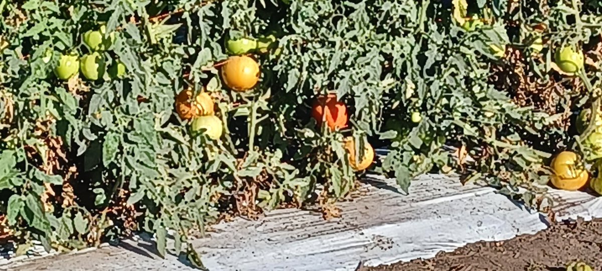 MrPopcornGuy's tweet photo. About 2.50 each...yeah I'll pick till I can't stand anymore!
#teamletsgo
@DanAllred1 @cdlrep @EthanMidkiff @WPregitzer @k_shlagel @FarmHeritage @FarmChicJodi @bmreadel @AgVantageseeds @kowalchukfarms1 @jdeere1970 @ajw545 @trader280 @HordingCats @ksufearless @PamSmithDTN https://t.co/DWAam9O4ck