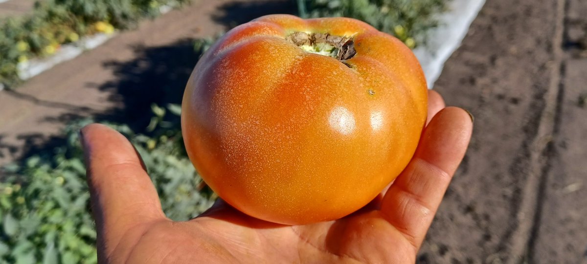 MrPopcornGuy's tweet photo. About 2.50 each...yeah I'll pick till I can't stand anymore!
#teamletsgo
@DanAllred1 @cdlrep @EthanMidkiff @WPregitzer @k_shlagel @FarmHeritage @FarmChicJodi @bmreadel @AgVantageseeds @kowalchukfarms1 @jdeere1970 @ajw545 @trader280 @HordingCats @ksufearless @PamSmithDTN https://t.co/DWAam9O4ck