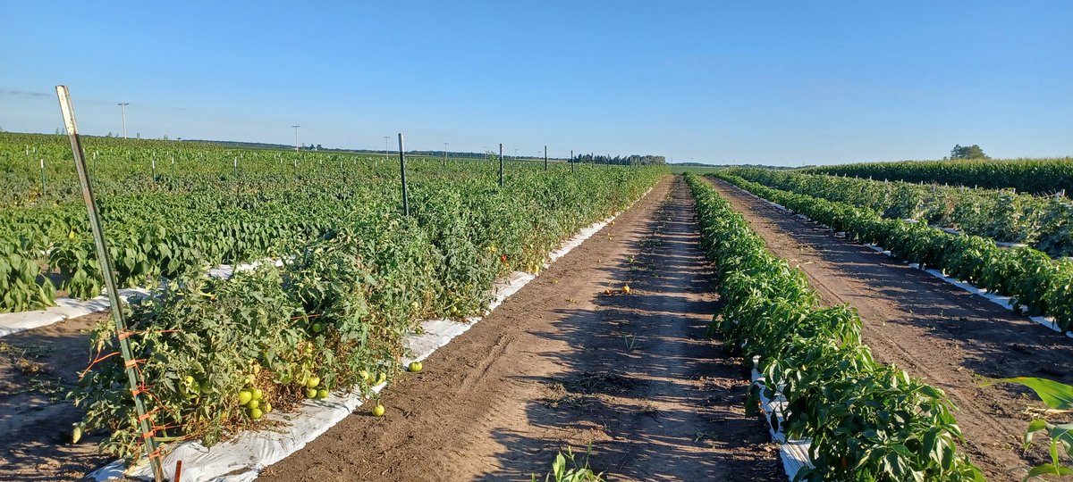MrPopcornGuy's tweet photo. About 2.50 each...yeah I'll pick till I can't stand anymore!
#teamletsgo
@DanAllred1 @cdlrep @EthanMidkiff @WPregitzer @k_shlagel @FarmHeritage @FarmChicJodi @bmreadel @AgVantageseeds @kowalchukfarms1 @jdeere1970 @ajw545 @trader280 @HordingCats @ksufearless @PamSmithDTN https://t.co/DWAam9O4ck