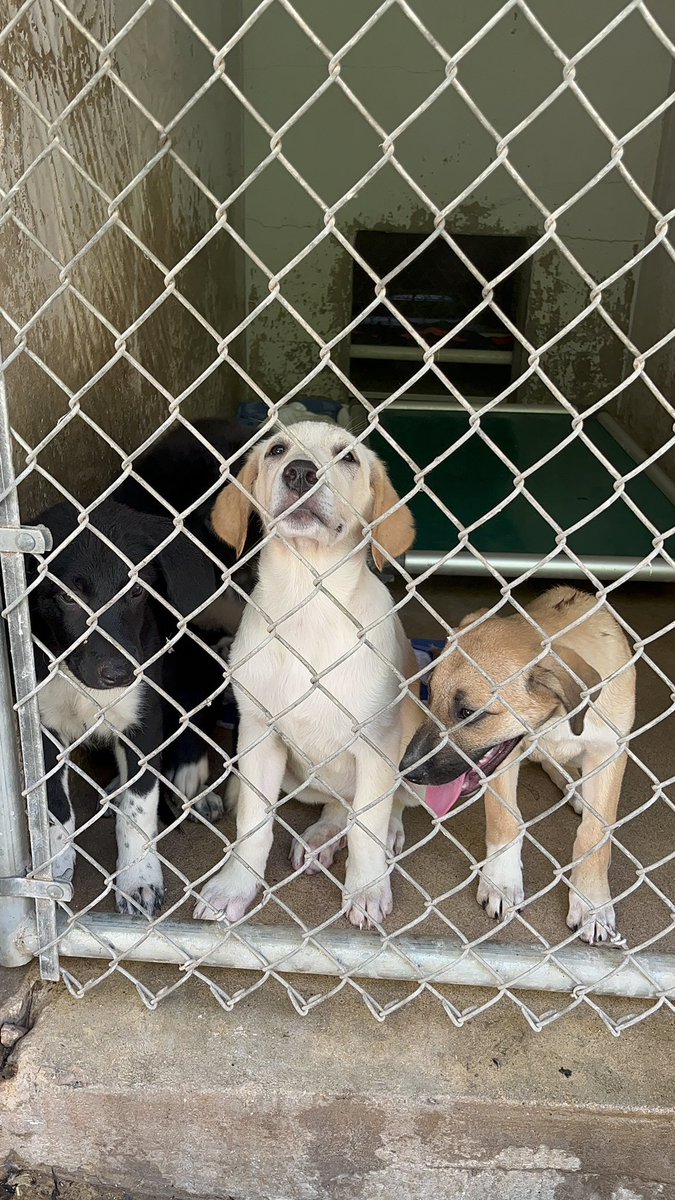 austinpetsalive's tweet photo. Sad story - 19 puppies just arrived here at @austinpetsalive The  mom dogs of these puppies were left out in the Central Texas heat and died. Our staff wants you to know the puppies are all about two months old and they are being housed in kennels. Can you foster/adopt one? https://t.co/PHqojvVNjm