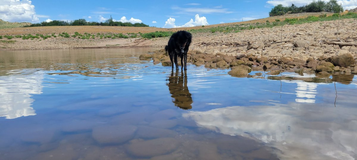 thedesertfox007's tweet photo. #WillowDog photo shoot #desertfox #suppup #iRocker
She did awesome today... we soloed on the @iROCKERsup and she loaded up, jumped off, played with the bluegill and hopped back on. She understood the assignment. https://t.co/quYabfmqCl