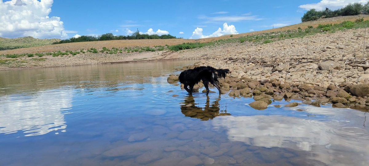 thedesertfox007's tweet photo. #WillowDog photo shoot #desertfox #suppup #iRocker
She did awesome today... we soloed on the @iROCKERsup and she loaded up, jumped off, played with the bluegill and hopped back on. She understood the assignment. https://t.co/quYabfmqCl