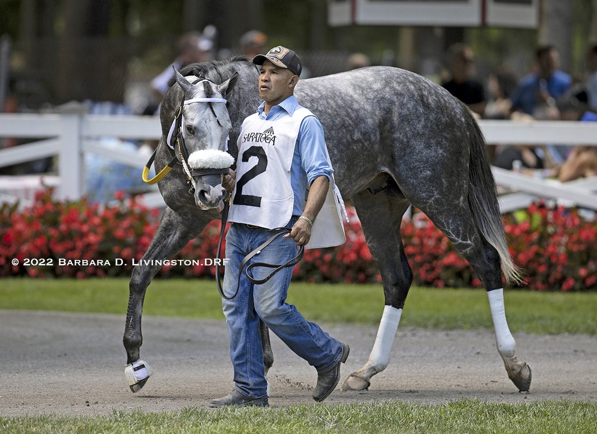 DRFLivingston's tweet image. Goodbye, AWESOME GERRY (4, Liam's Map - Star of Munster, by Tribal Rule), fatally injured during today's Tale of the Cat Stakes at Saratoga.

Before today, the beautiful colt most recently ran third in the Hanshin Stakes at Churchill Downs.