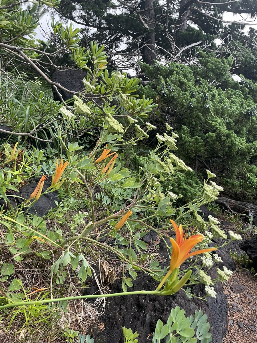 nicohal1's tweet photo. おはようございます
夜中に向かい、早朝の海へ
岩の間にユリの花がところどころ
オレンジ色はすぐ目にとまります
#夏の花　#海岸の植物　＃ユリ
#城ヶ崎海岸　#早朝 https://t.co/tDVxhaTqV1
