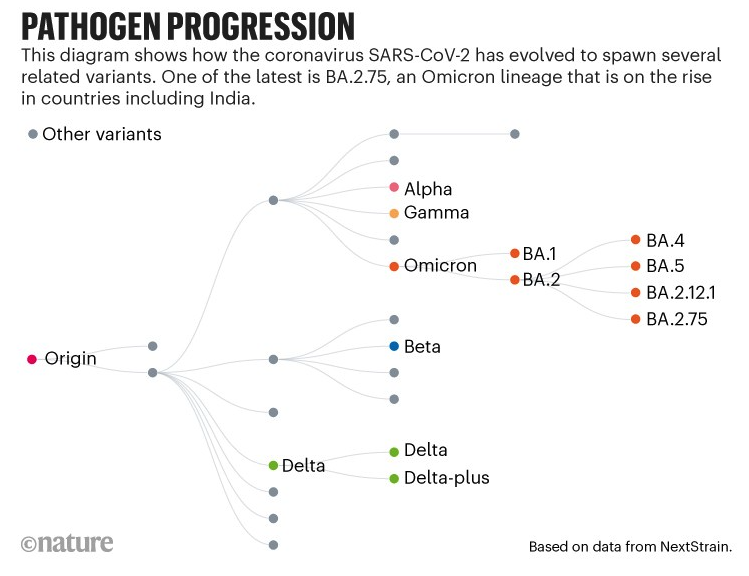 nature.com/articles/d4158…
This is a nice, simple, schematic of the major phylogenetic events of SarsCoV2