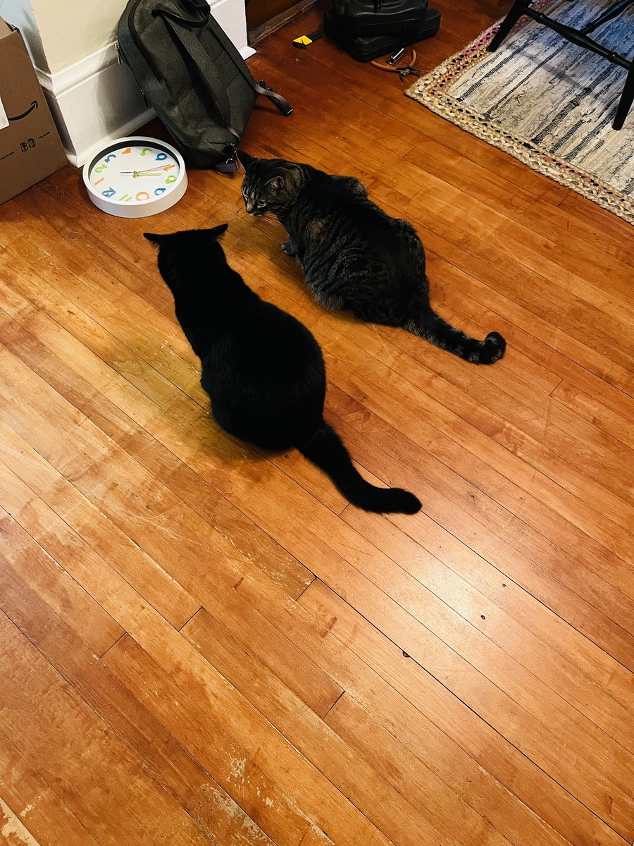 Immaterial Girl tweet media