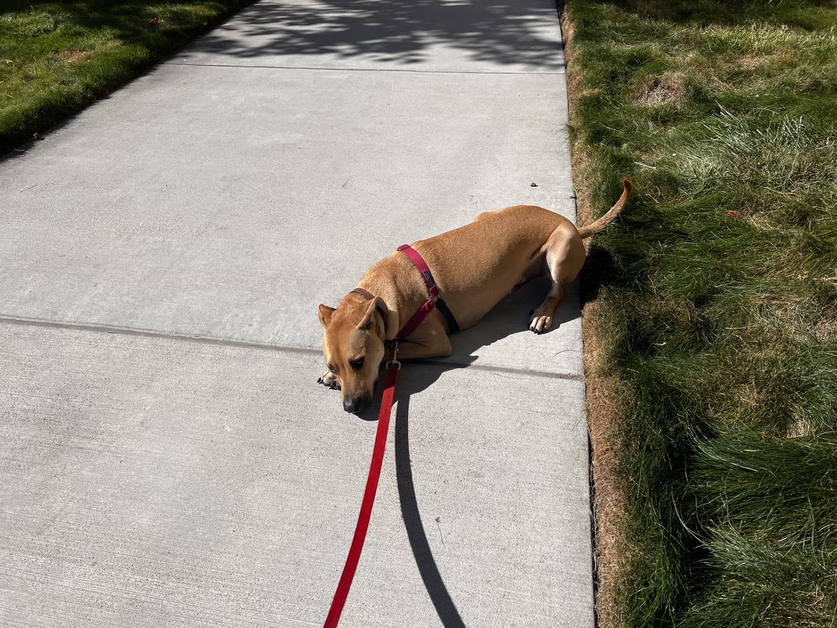 BobbyTheHound's tweet photo. No dad I’m not going back inside ☀️ https://t.co/oyzHajOmXW