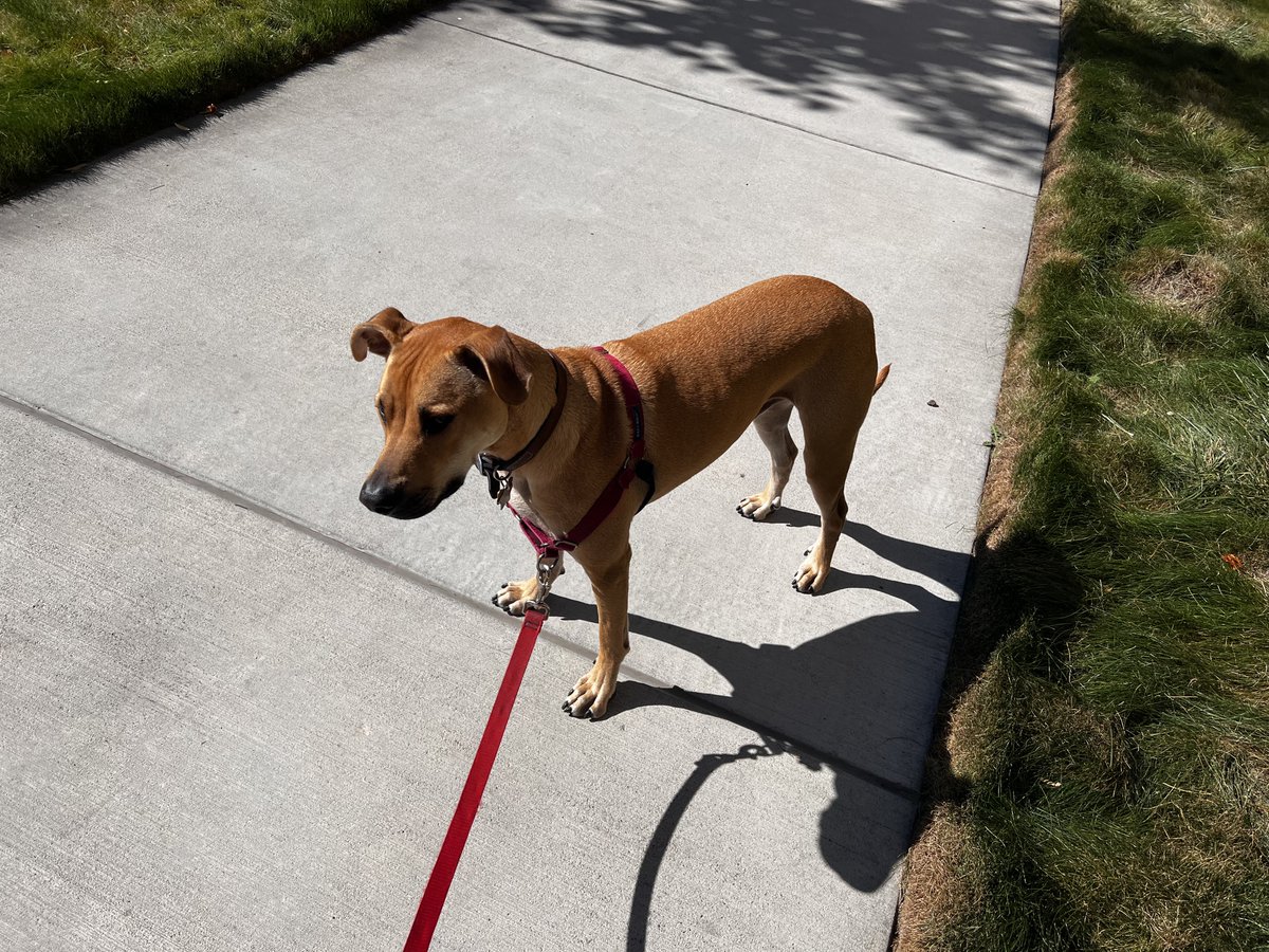 BobbyTheHound's tweet photo. Wait where did mom go?? https://t.co/5qkw5mDGzk