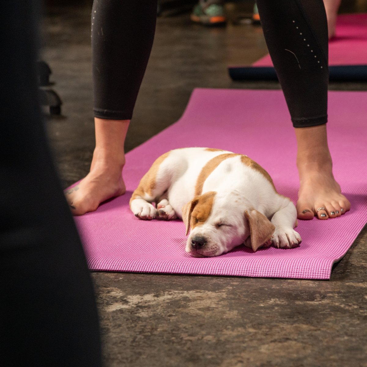 Puppies and Yoga, what's better for the heart and soul? PLUS all proceeds from your class fee directly help pets in need! 🐾🧘‍♀️🧘💗
🔜 THIS SATURDAY <a href="/cinderblockbrew/">Cinder Block Brewery</a>  
bit.ly/PuppyYoga-CB
➡️ NEXT SATURDAY @ Sumits Yoga KC
bit.ly/SumitsPuppyYoga