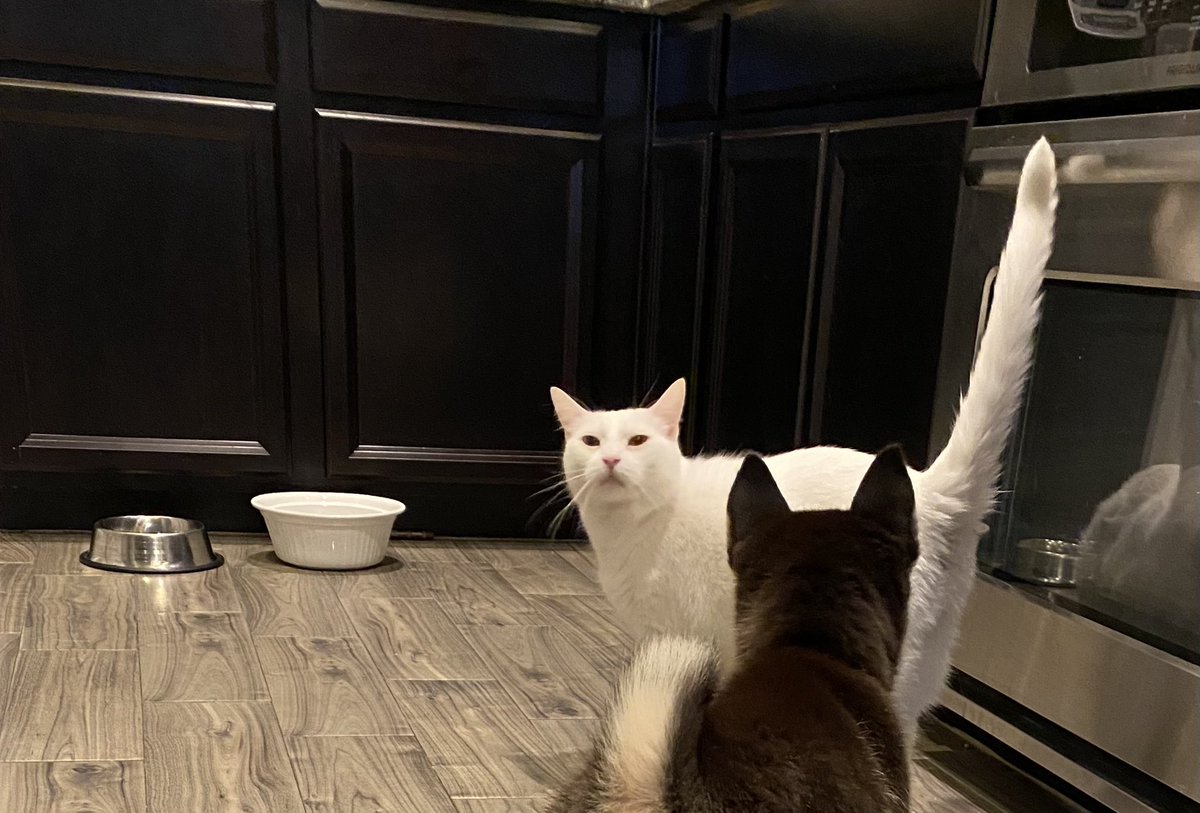 The trick to training the silly dog is to master the gaze of disdain. Even the humans fear it.